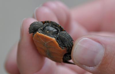 Painted Turtle