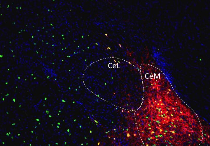 Fluorescence Microscopy Image 