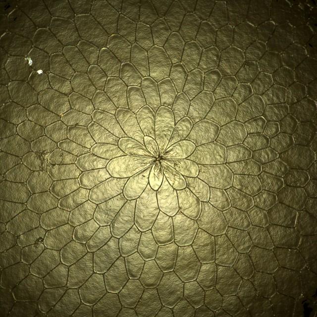 Golden Eggs -- Research as Art Alumni Award Winner