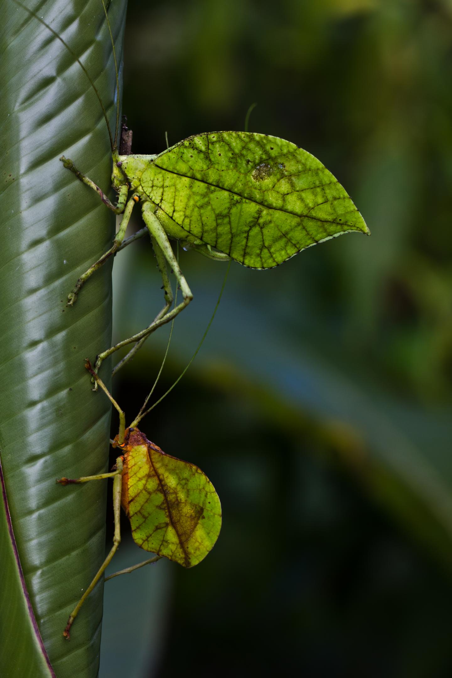 <i>Typophyllum spurioculis</i> on a Leaf