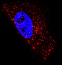 Imaging mRNA (2 of 2)