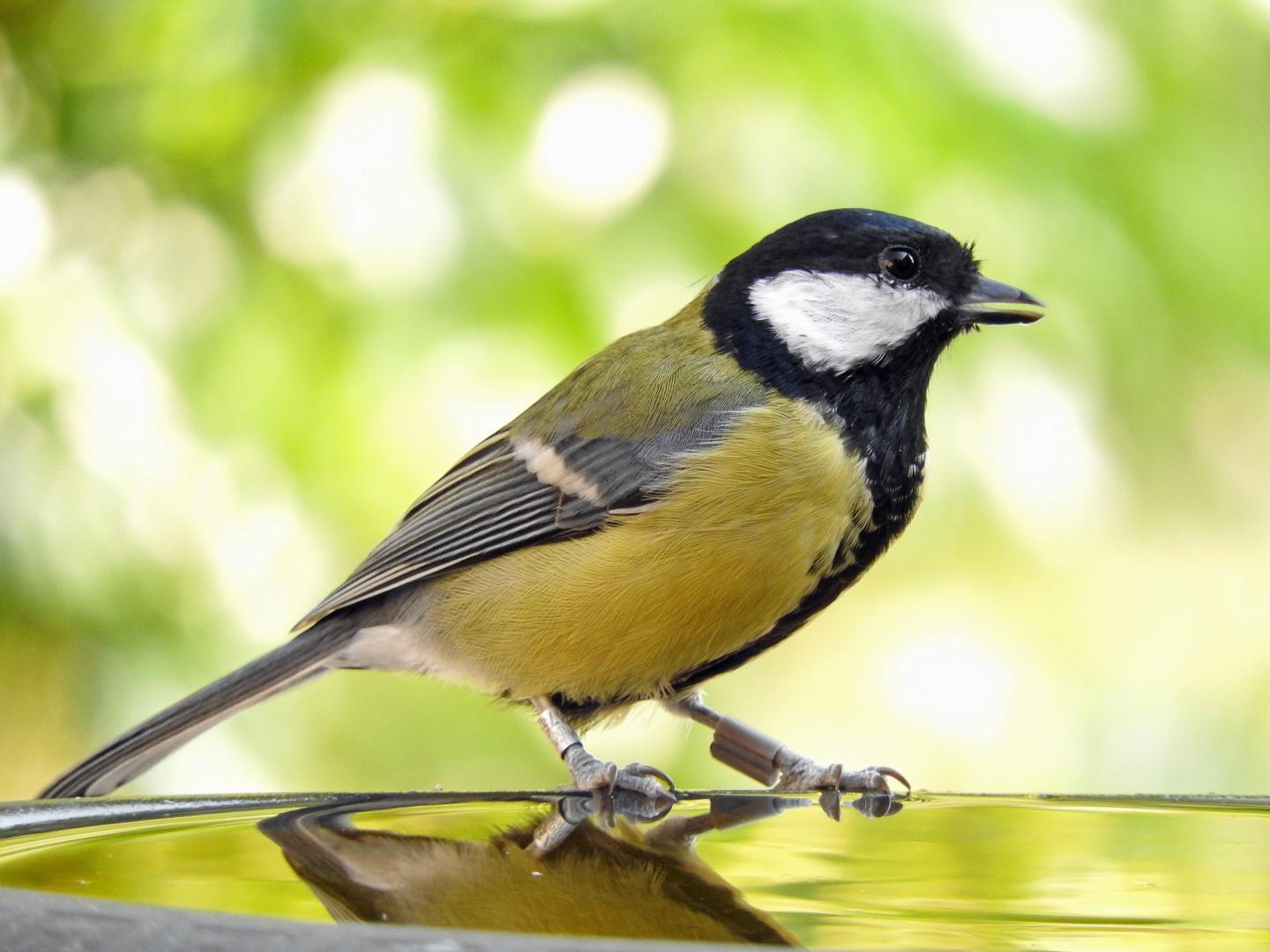 Great Tit Wearing an RFID Tag Reflection on Water
