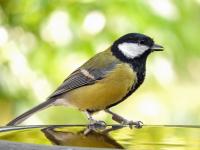 Great Tit Wearing an RFID Tag Reflection on Water