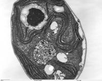 <em>Chlamydomonas Reinhardtii</em>