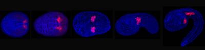 Ciona Embryos at Different Developmental Stages