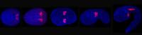 Ciona Embryos at Different Developmental Stages