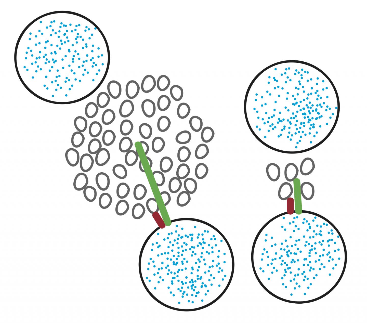 Perimeter Release Model