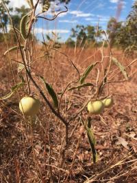 <em>S. plastisexum</em> (2 of 2)