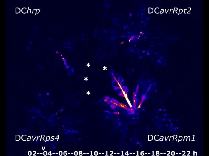 Jasmonate activity is included systemically by pathogens.