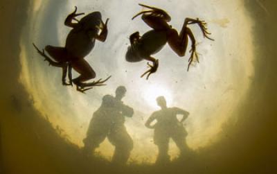 Image of Frogs with Deformed Limbs in a Pond