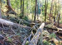 New analysis shows damage to monarch butterfly colonies in 2016 storm