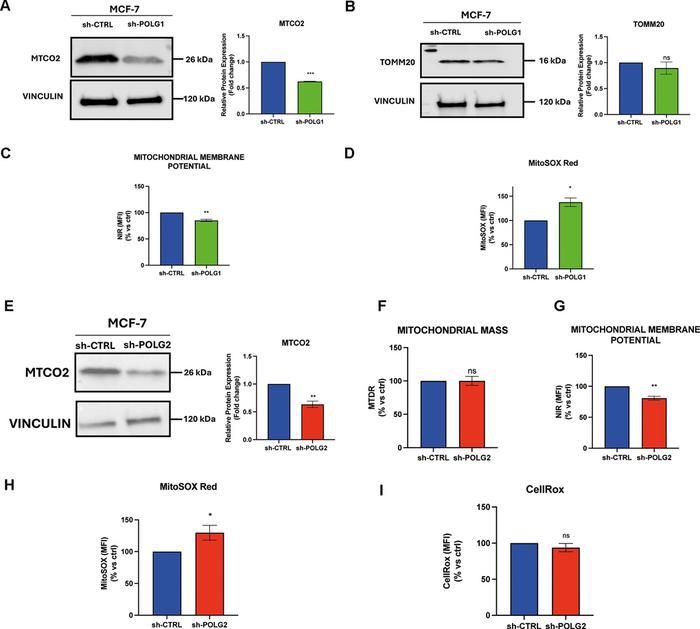 Investigating POLG-driven modulation of cancer stemness: a pilot study in breast cancer cells