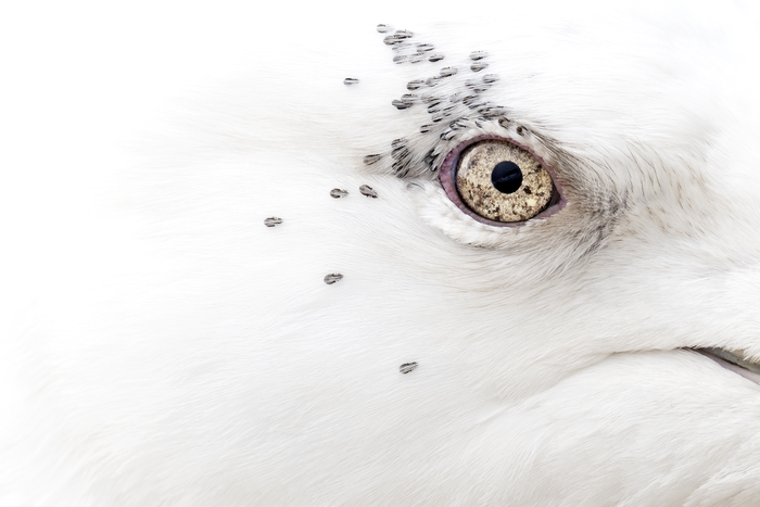 Overall winner: Kumlien's Gull & Friends, Rebecca Nason