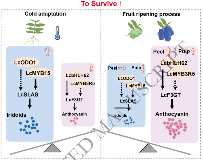 Proposed model of the adaptive survival strategy of L. caerulea.