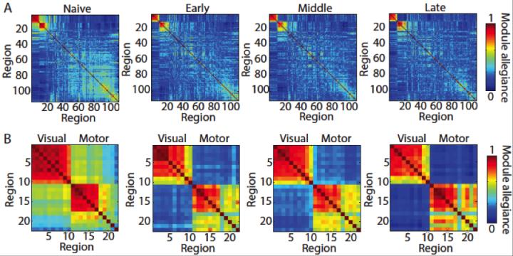 Autonomy in Visual and Motor Regions