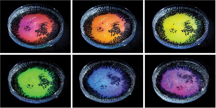 Oil Droplets Reflect Color