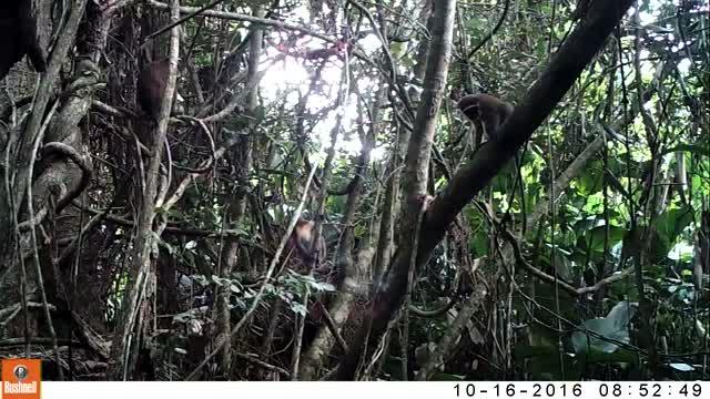 FAU Scientists First to Capture Rare Video Footage of Newly Discovered Population of Critically Endangered Monkeys
