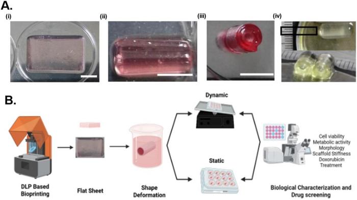 4D-BIOPRINTED TUBULAR GEOMETRY AND WORKFLOW FOR DYNAMIC AND STATIC CULTURES.