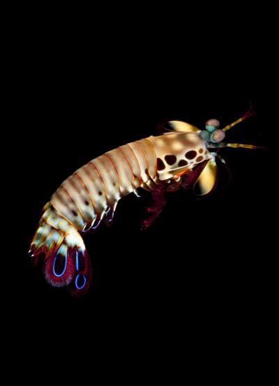 Nothing Sees Color Like the Mantis Shrimp (3 of 18)