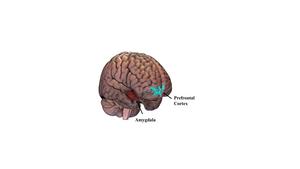 Location of amygdala and prefrontal cortex in the brain