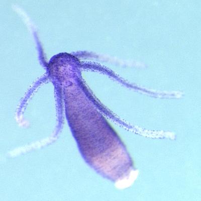 <I>Hydra magnipapillata</I>