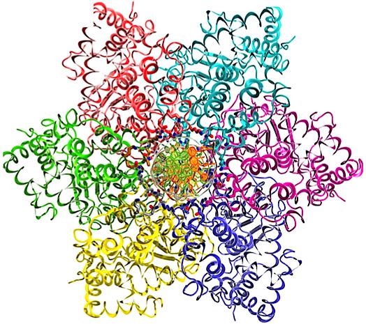 DNA Replication Caught in the Act