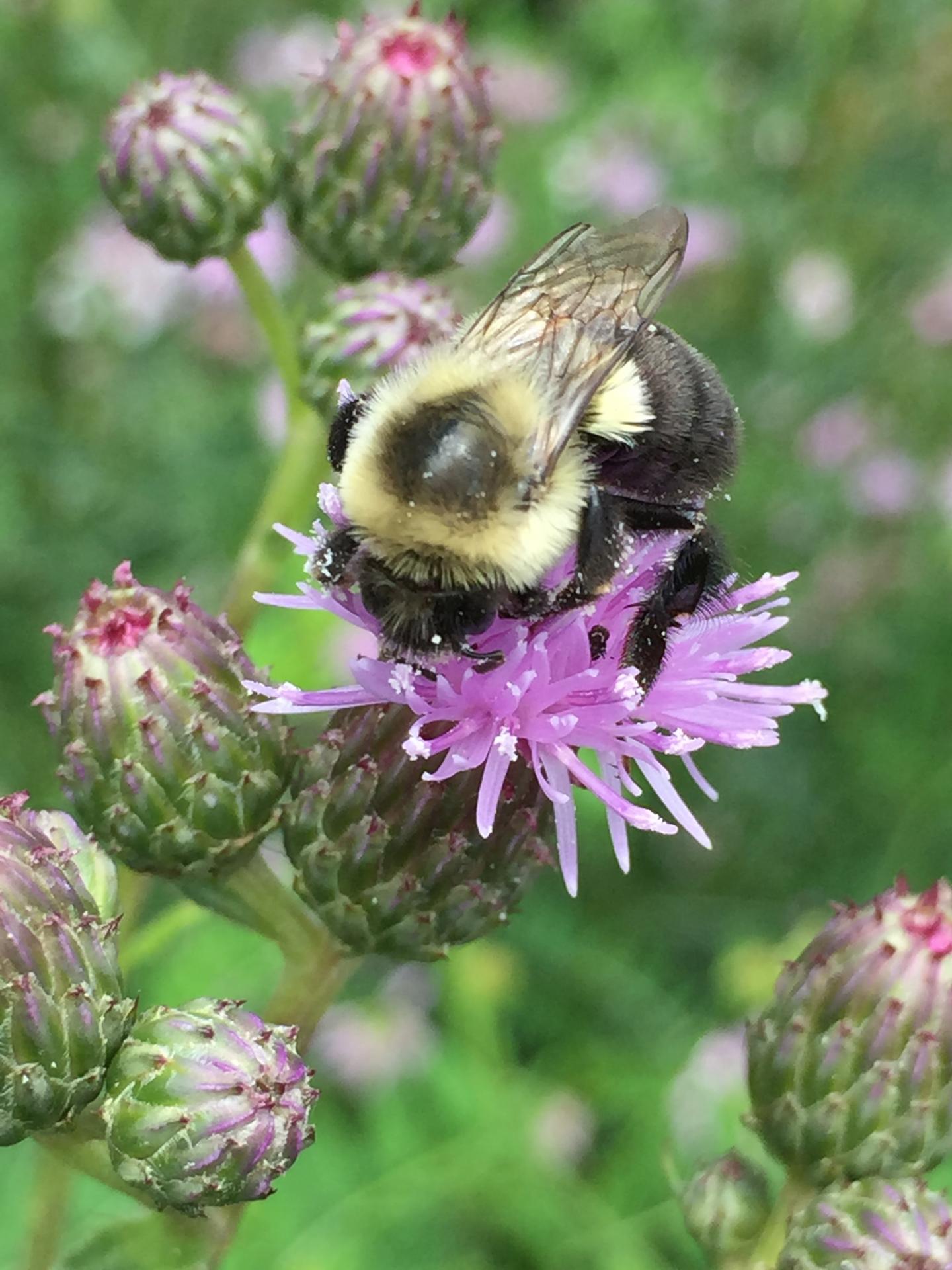 Bees (2 of 2)