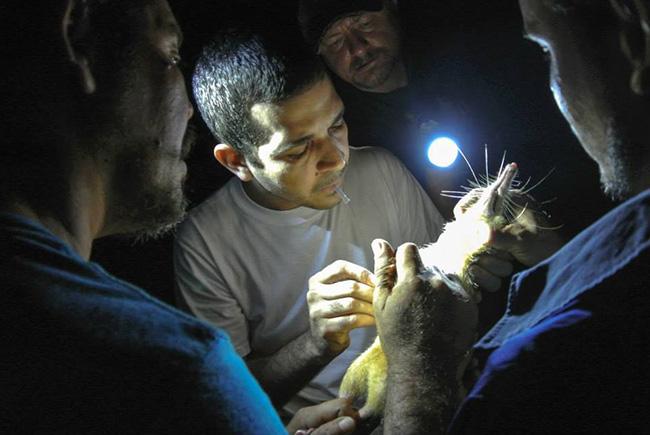 Solenodon Sampling