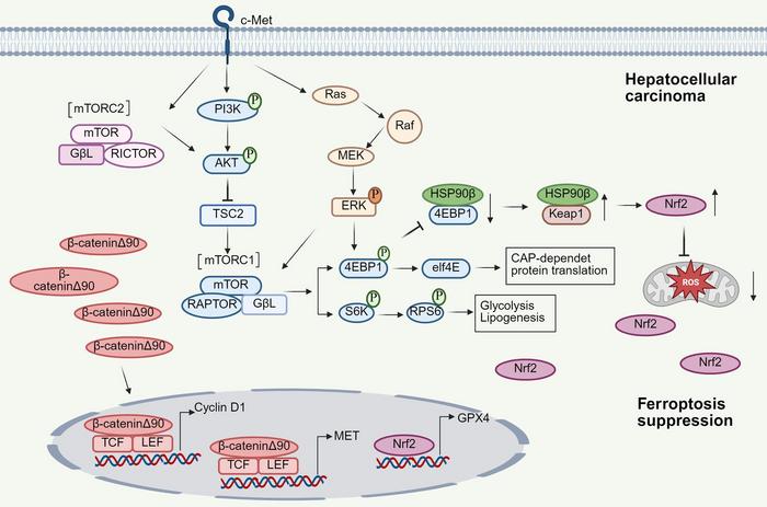 Targeting the 4EBP1/HSP90β/Nrf2 Axis Sensitizes β-catenin-mutant Hepatocellular Carcinoma to mTOR Inhibitors via Ferroptosis Induction