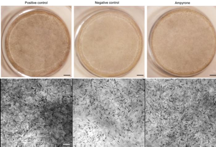 Ampyrone increases pigmentation in a human 3D epidermal model
