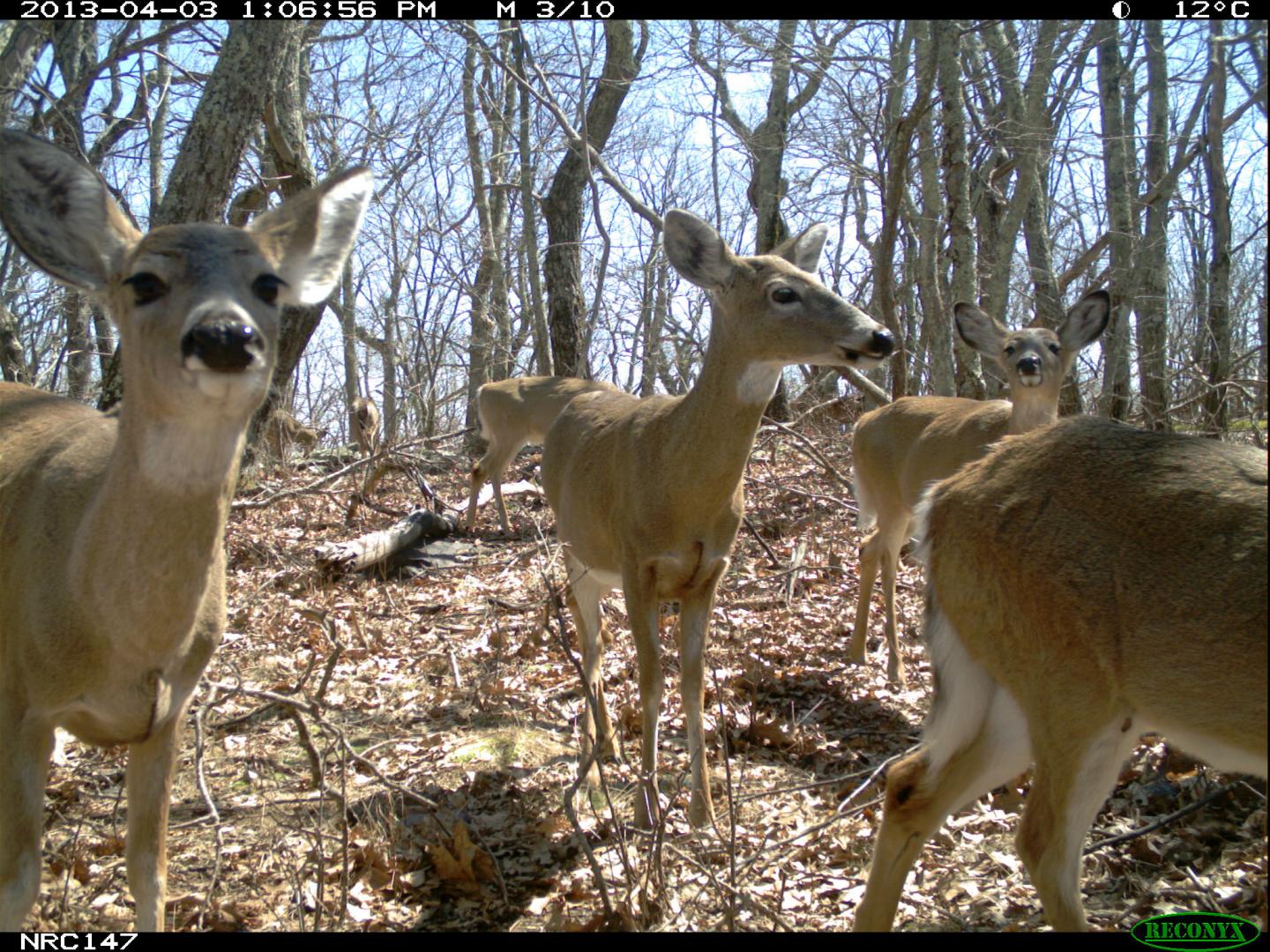 Recreation's Effects on Eastern Mammals