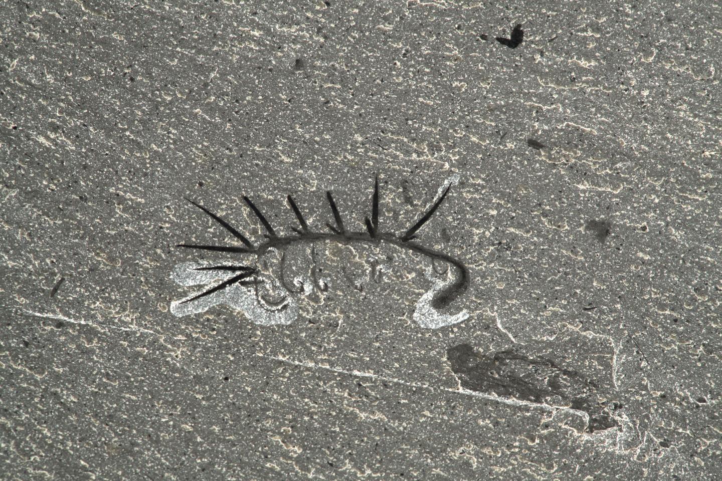 <i>Hallucigenia sparsa</i> (1 of 2)