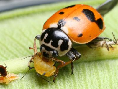 Trophic Tradeoffs (7 of 8)
