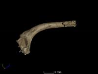 Chinle Frog Fossil