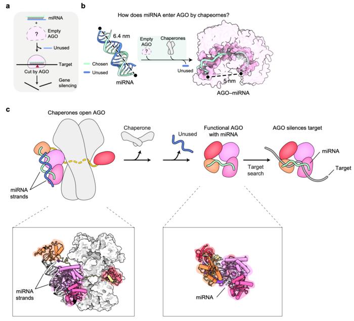Figure 1. How Argonaute is prepared to silence genes