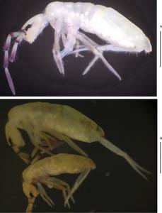 Lepidosira apigmenta