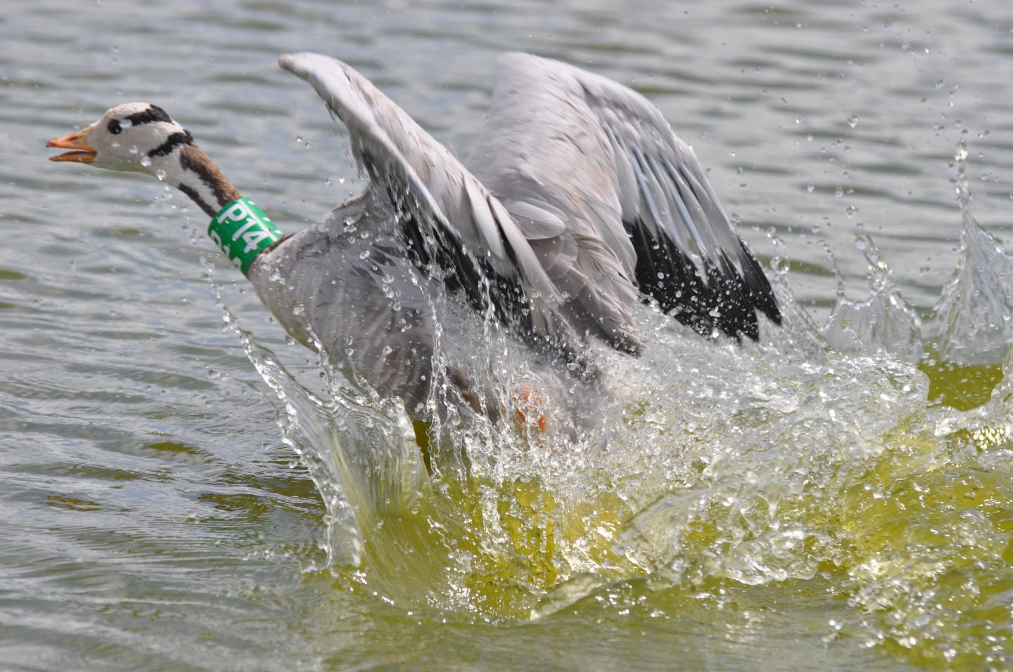 Geese Use 'Roller Coaster' Strategy to Fly Over Himalayas (9 of 12)