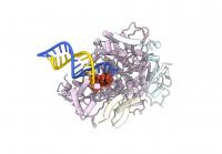 How remdesivir blocks copying of viral genetic material