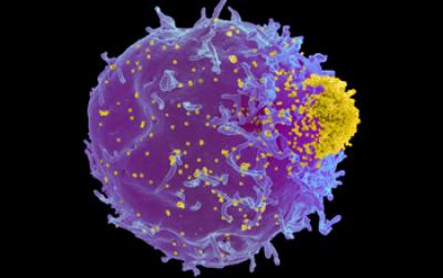 Friend Mouse Leukemia Virus (yellow)