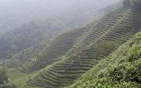 Tea Plantations
