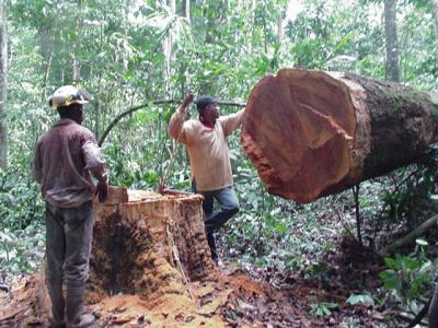 Tree Felling, Congolaise Industrielle des Bois