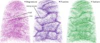 Distribution of Chemical Elements in Enamel Crystallites