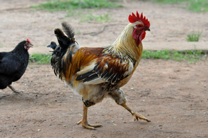 Pecking Order