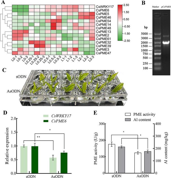 The gene silencing experiment of CsWRKY17 in tea plant leaves.