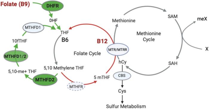 Folate and methionine cycle
