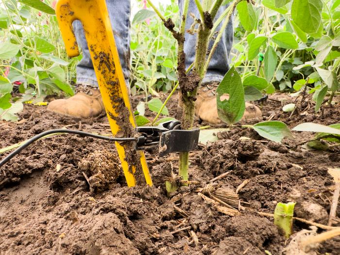 Soybean microphone