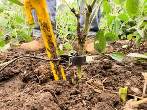 Soybean microphone