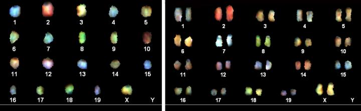 Karyotype