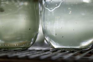Water fleas