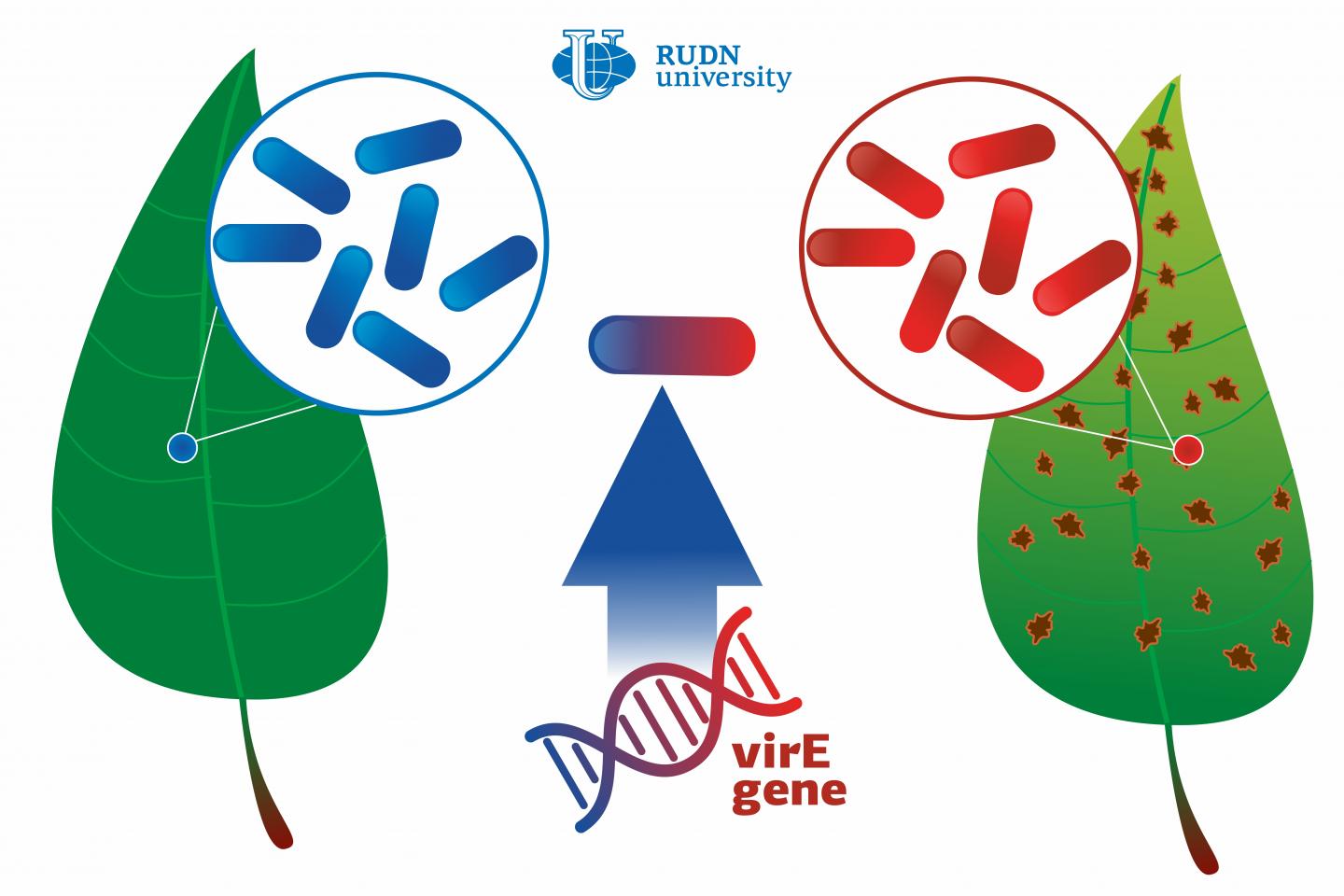 A RUDN University Biologist Described How a Harmless Bacterium Turns into a Phytopathogen